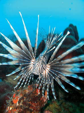 The Lionfish