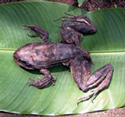 Dead frog